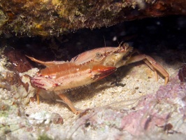 IMG 2968 Ocellate Swimming Crab